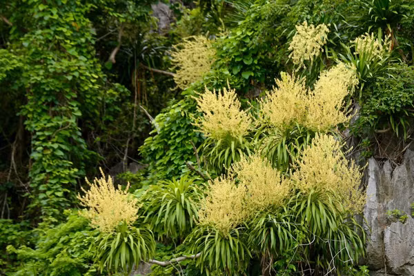 Phất dụ nở hoa