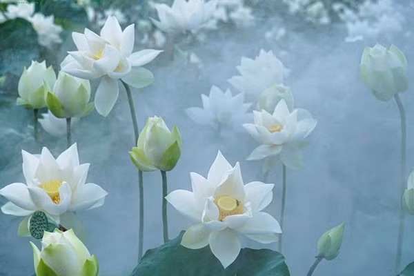 Đến với bài thơ hay: 'Hư không' của tác giả Hồng Gai