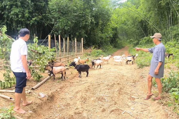 Mô hình nuôi dê của ông Phạm Bá Toàn ở bản Chiềng, xã Mường Mìn với quy mô trên 30 con. 