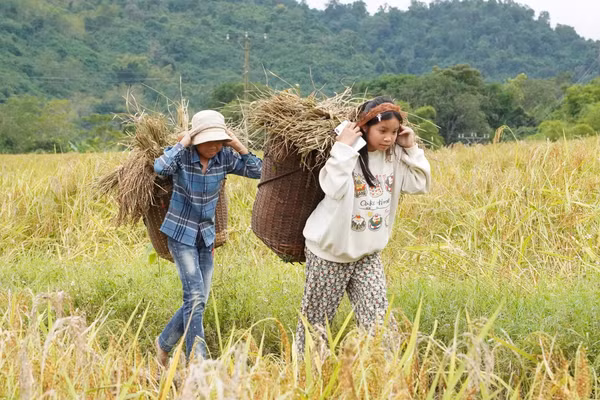 Người dân ấm no nhờ trồng nếp Cay Nọi.
