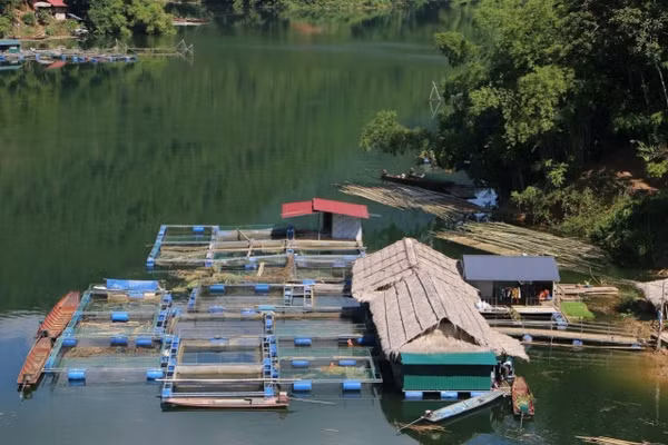 Nuôi cá trên lòng hồ thuỷ điện đã giúp nhiều hộ dân thoát nghèo.