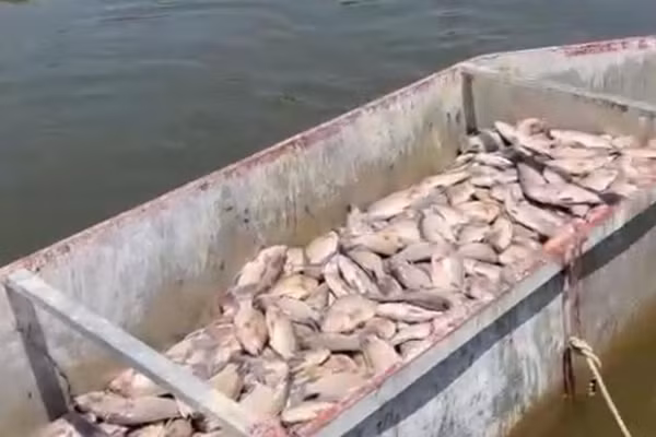 Chủ hồ thu gom cá chết mang đi tiêu huỷ.