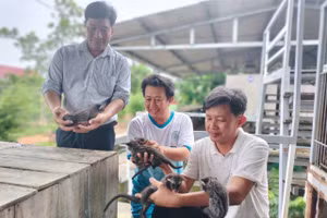 Ông Huỳnh Thanh Hùng xem chồn giống.