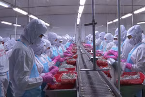 Kim ngạch xuất khẩu thủy sản của Cà Mau tăng 7,4% so với cùng kỳ. Ảnh: Quách Mến.