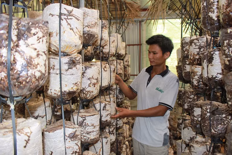 Một hộ dân phát triển kinh tế hộ gia đình bằng nghề trồng nấm.