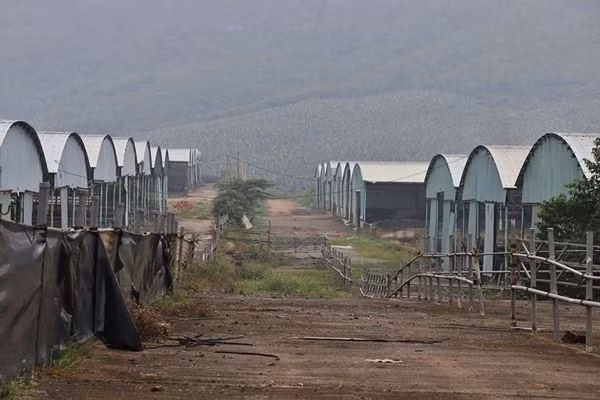 Trại bò được "vẽ" với quy mô nghìn tỉ