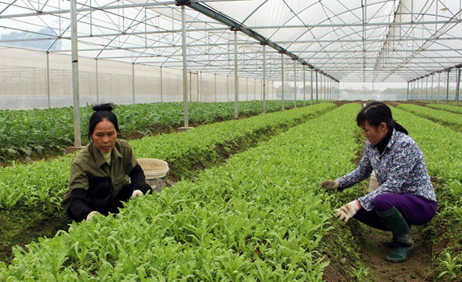 Người nông dân Vĩnh Phúc với mô hình sản xuất nông nghiệp hiện đại, an toàn, thân thiện với môi trường