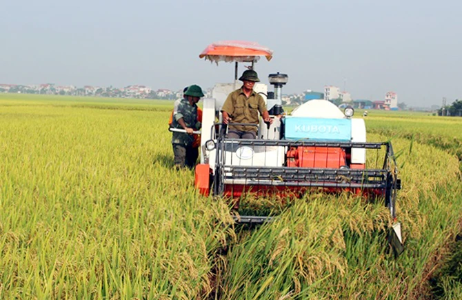 Máy móc thay sức người, gia súc trên cánh đồng ở Vĩnh Phúc