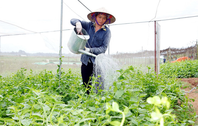 Người nông dân Vĩnh Phúc chăm sóc cho sản phẩm nông nghiệp sạch