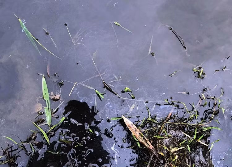 Váng dầu nổi trên mặt nước dẫn vào nhà máy nước