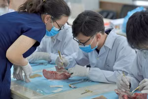 Sinh viên khoa Răng Hàm Mặt, trường Đại học Y Dược trong một workshop về phẫu thuật trong miệng hồi tháng 5. Ảnh: Fanpage LCĐ khoa Răng Hàm Mặt.