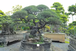 Festival hoa, cây cảnh VNUA 2025 là diễn đàn mở, kết nối giữa nhà trường – nhà khoa học – nhà doanh nghiệp – nghệ nhân – nhà nông. Ảnh: VNUA.