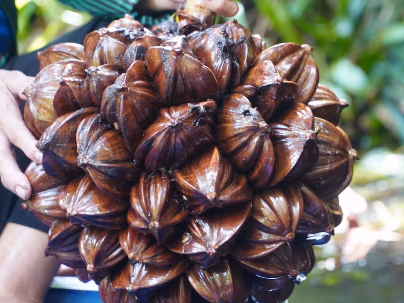 Trung bình, bà con thu hoạch hai lần mỗi tháng. Những buồng dừa này lại tiếp tục ra buồng mới để người dân thu hoạch xoay vòng. (Ảnh: Q.A) anh-6-1720940091551779204335.jpg
