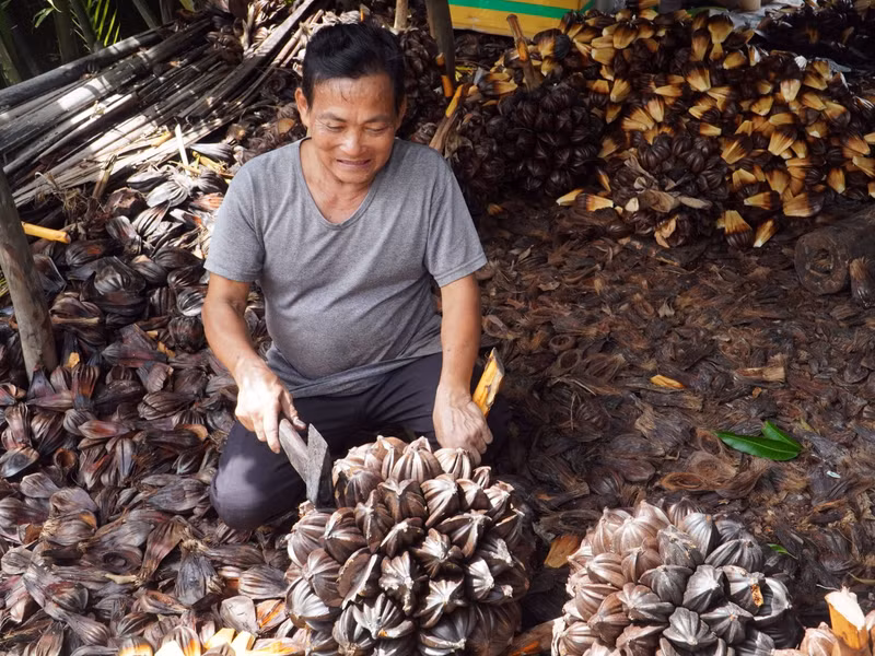 Dừa nước sau khi được đốn về, những người đàn ông trong gia đình sẽ dùng búa để đập, tách trái ra khỏi buồng. (Ảnh: Q.A) anh-10-1720940092179558603438.jpg