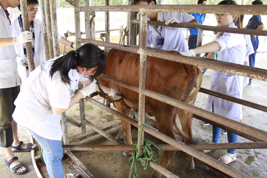 Sinh viên ngành Thú y - Trường Đại học Nông Lâm TPHCM thực tập khám bệnh cho bò. Ảnh: NTCC