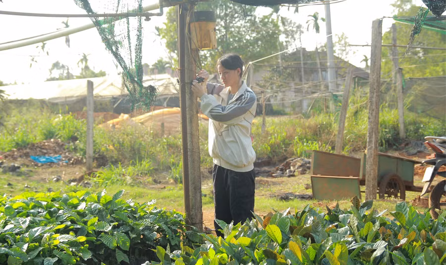 Nguyễn Ngọc Bảo Đơn lắp thiết bị thử nghiệm đo dinh dưỡng tại vườn ươm. Ảnh: TT