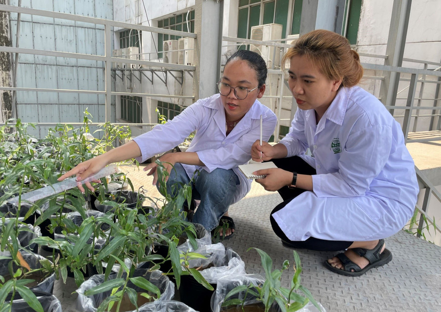 Kỹ sư Trần Thị Vững (phải) và khu vực nuôi trồng thực vật có khả năng hấp thu kim loại tại phòng lab Trường Đại học Công nghiệp TPHCM. Ảnh: Hà An