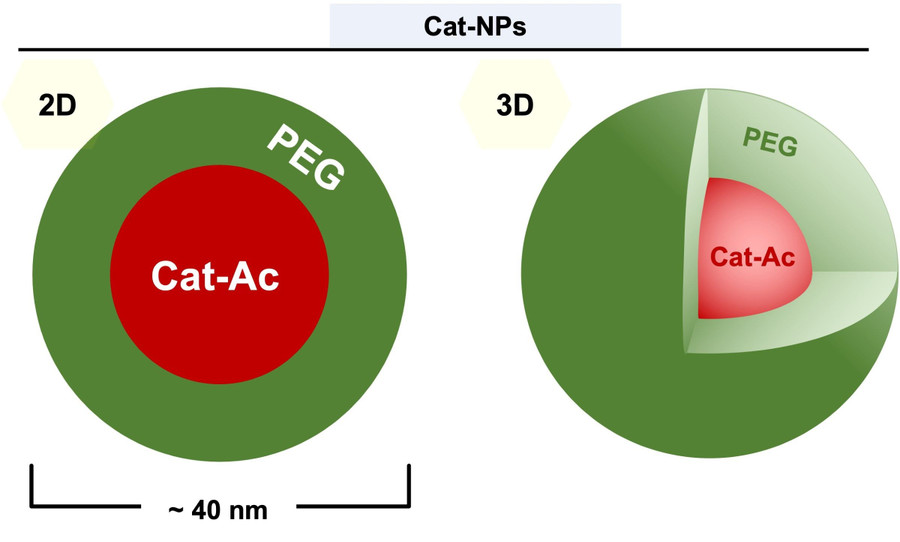 Cấu trúc nano polymer ứng dụng tăng hiệu quả trị bệnh. nano-polymer-tri-viem-loet-dai-trang-1.jpg