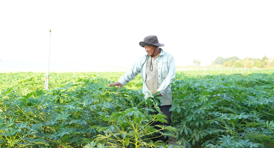 Nông dân (Dương Minh Châu, Tây Ninh) trồng sắn. Ảnh: Lâm Ngọc