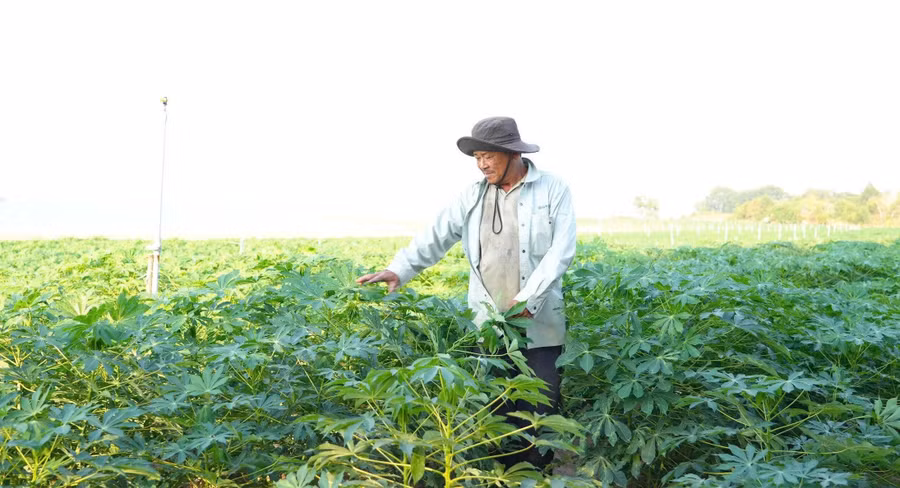 Nông dân (Dương Minh Châu, Tây Ninh) trồng sắn. Ảnh: Lâm Ngọc