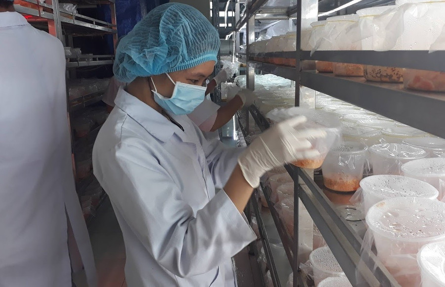 Khu vực nuôi cấy đông trùng hạ thảo tại phòng thực nghiệm Trường Đại học Thủ Dầu Một. Ảnh: Hà An