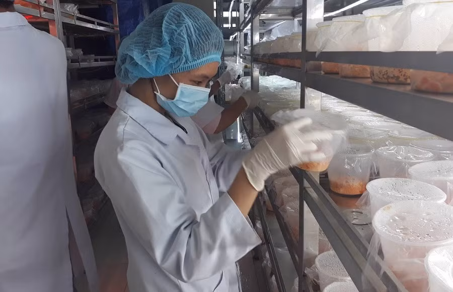 Khu vực nuôi cấy đông trùng hạ thảo tại phòng thực nghiệm Trường Đại học Thủ Dầu Một. Ảnh: Hà An