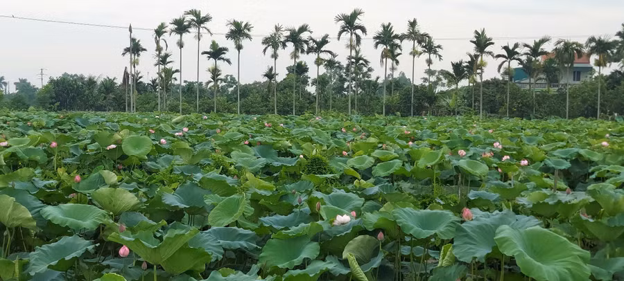 Đầm sen tỏa hương. Ảnh minh họa: Bình Thanh.