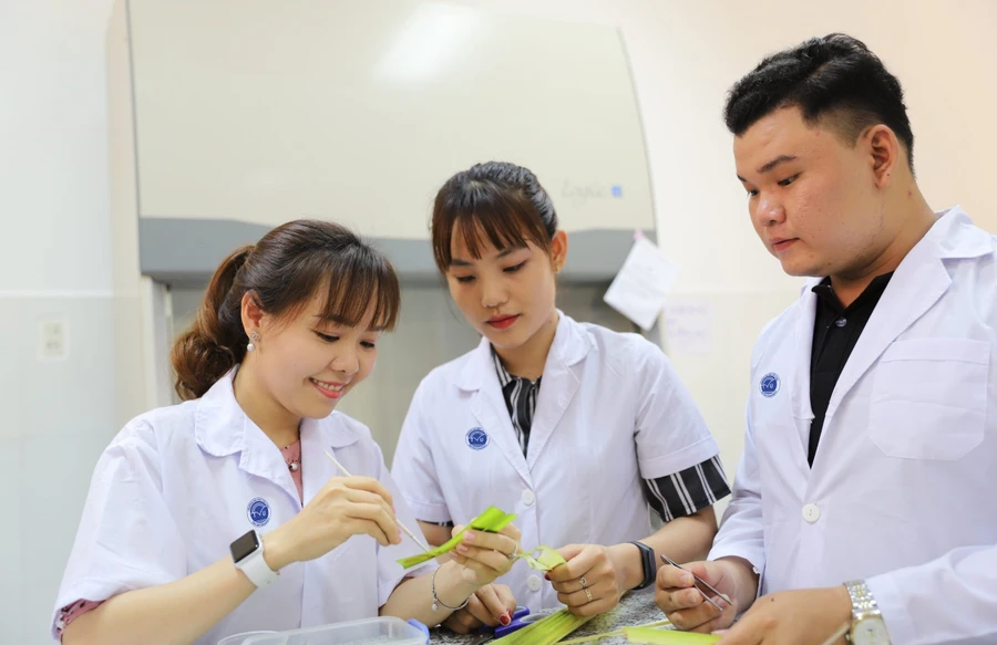 Giảng viên, sinh viên Trường Đại học Trà Vinh thành công cấy phôi dừa sáp. Ảnh: TVU