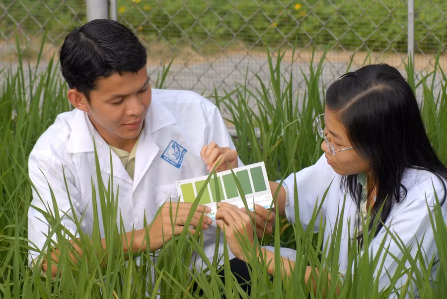 Sinh viên Trường Nông nghiệp, Trường Đại học Cần Thơ trong giờ thực hành thí nghiệm. Ảnh: H. Lê