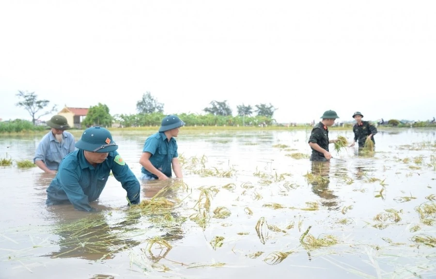 Dân quân xã Cổ Đô (Ba Vì, Hà Nội) phối hợp với các đơn vị quân đội gặt lúa giúp nhân dân. Ảnh: ITN.