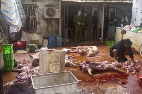 Kết quả giám định cho thấy, 100% số lợn và sản phẩm động vật đều dương tính với virus dịch tả lợn Châu Phi. Ảnh: CAND