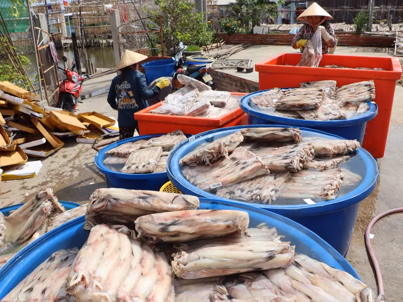 Cá Khoai có thể đánh bắt được quanh năm, nhưng vụ chính thường bắt đầu từ khoảng cuối tháng 10 đến tháng 4 âm lịch hằng năm. khoai-5.jpg