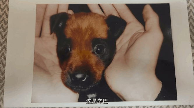 Trước đây, Tiểu Sư từng nuôi một chú chó tên Simba. Ảnh: Weixin. Trước đây, Tiểu Sư từng nuôi một chú chó tên Simba. Ảnh: Weixin.