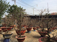 Chiêm ngưỡng gốc mai hơn 100 tuổi, giá 650 triệu đồng ảnh 6 mai-Tết, Sài-Gòn, tiền-tỷ, hoa-Tết, chơi-Tết, thú-chơi, sắm-Tết