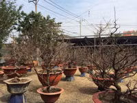 Chiêm ngưỡng gốc mai hơn 100 tuổi, giá 650 triệu đồng ảnh 6 mai-Tết, Sài-Gòn, tiền-tỷ, hoa-Tết, chơi-Tết, thú-chơi, sắm-Tết