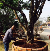 Chiêm ngưỡng gốc mai hơn 100 tuổi, giá 650 triệu đồng ảnh 5 mai-Tết, Sài-Gòn, tiền-tỷ, hoa-Tết, chơi-Tết, thú-chơi, sắm-Tết