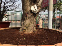 Chiêm ngưỡng gốc mai hơn 100 tuổi, giá 650 triệu đồng ảnh 1 mai-Tết, Sài-Gòn, tiền-tỷ, hoa-Tết, chơi-Tết, thú-chơi, sắm-Tết