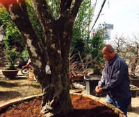 Chiêm ngưỡng gốc mai hơn 100 tuổi, giá 650 triệu đồng ảnh 2 mai-Tết, Sài-Gòn, tiền-tỷ, hoa-Tết, chơi-Tết, thú-chơi, sắm-Tết