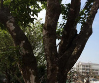 Chiêm ngưỡng gốc mai hơn 100 tuổi, giá 650 triệu đồng ảnh 3 mai-Tết, Sài-Gòn, tiền-tỷ, hoa-Tết, chơi-Tết, thú-chơi, sắm-Tết