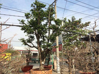 Chiêm ngưỡng gốc mai hơn 100 tuổi, giá 650 triệu đồng ảnh 4 mai-Tết, Sài-Gòn, tiền-tỷ, hoa-Tết, chơi-Tết, thú-chơi, sắm-Tết