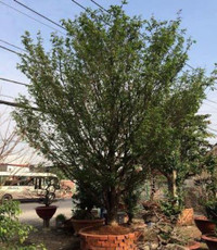 Chiêm ngưỡng gốc mai hơn 100 tuổi, giá 650 triệu đồng ảnh 7 mai-Tết, Sài-Gòn, tiền-tỷ, hoa-Tết, chơi-Tết, thú-chơi, sắm-Tết