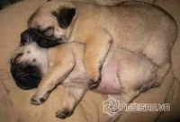 Tư thế ngủ bá đạo của chó 13