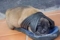 Tư thế ngủ bá đạo của chó 8