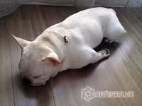 Tư thế ngủ bá đạo của chó 6