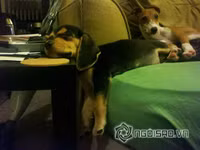 Tư thế ngủ bá đạo của chó 4