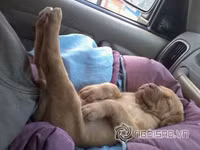 Tư thế ngủ bá đạo của chó 9