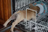 Tư thế ngủ bá đạo của chó 5