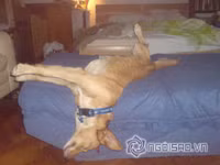 Tư thế ngủ bá đạo của chó 12