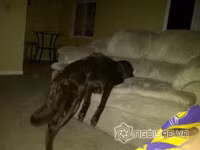 Tư thế ngủ bá đạo của chó 3