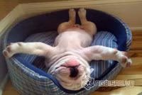 Tư thế ngủ bá đạo của chó 12